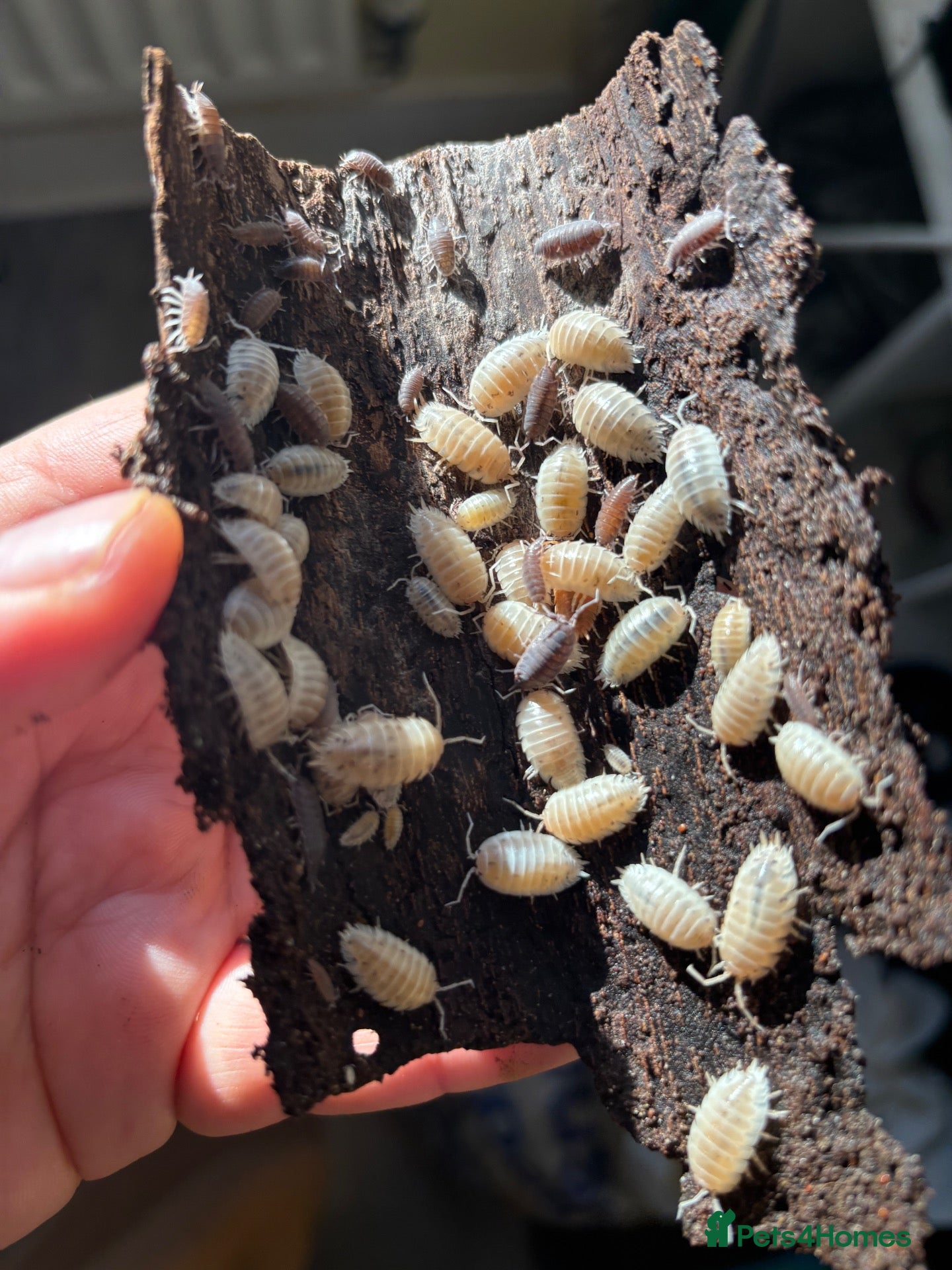 Mixed Breed invertebrates Tropical Woodlice Mixed colony  - Advert 14