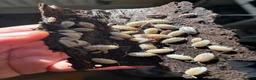 Mixed Breed invertebrates for sale: Tropical Woodlice Mixed colony  - Advert 1