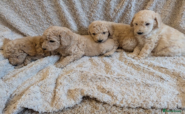 Standard Poodle dogs - Advert 1