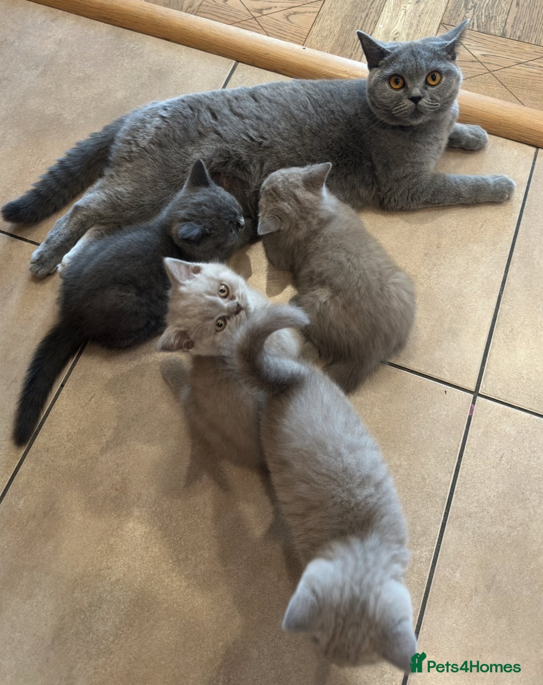 British Shorthair cats for sale: 💜 GCCF British Shorthair Kittens 💙 - Image 4