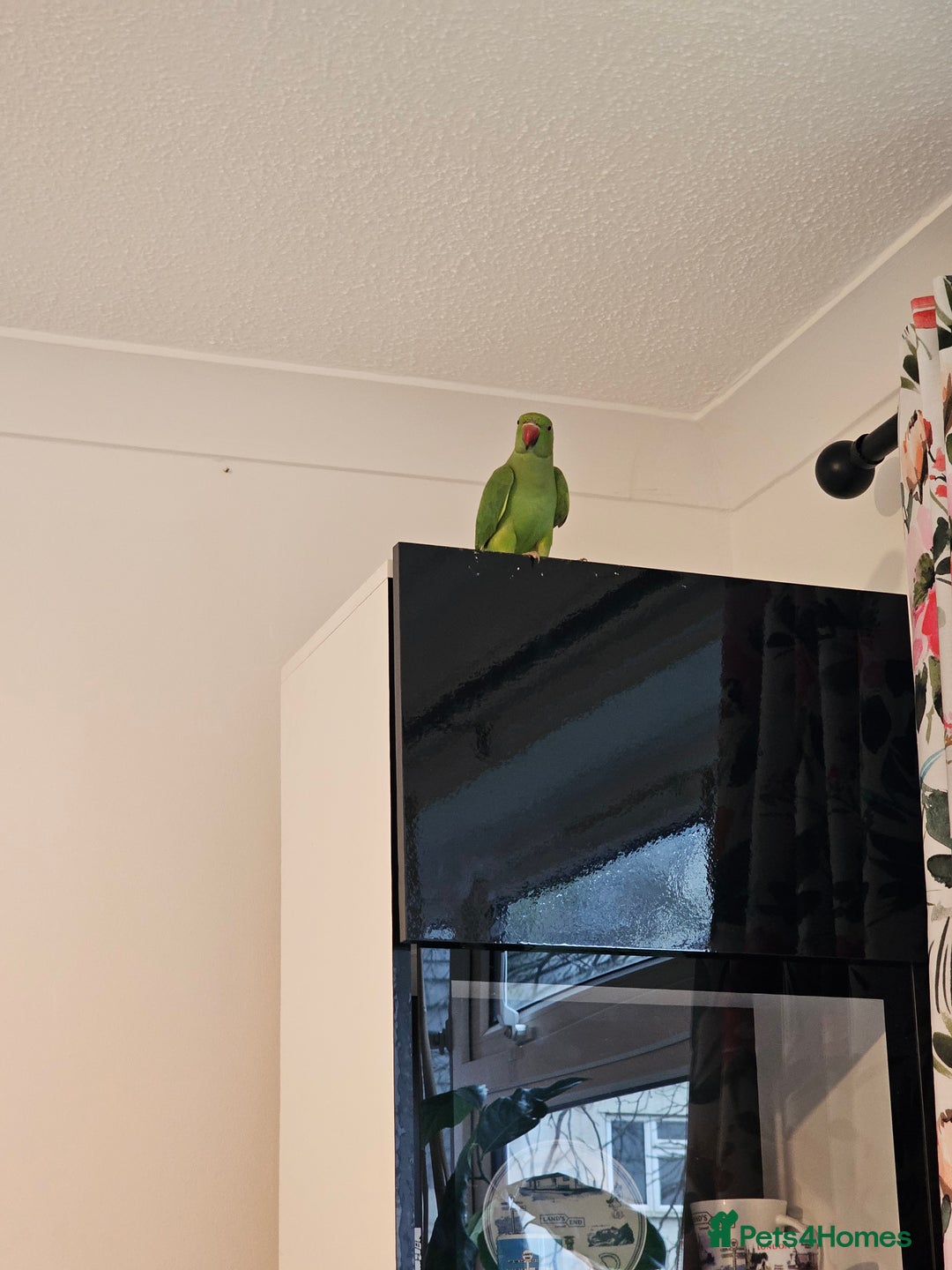 Ringnecks birds for sale: Indian ringneck parrot  - Advert 4