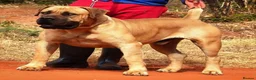 Boerboel dogs for sale: Waitlist now open - Advert 7