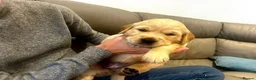 Golden Retriever dogs for sale: Golden retriever puppies for sale in Ashtead - Advert 4