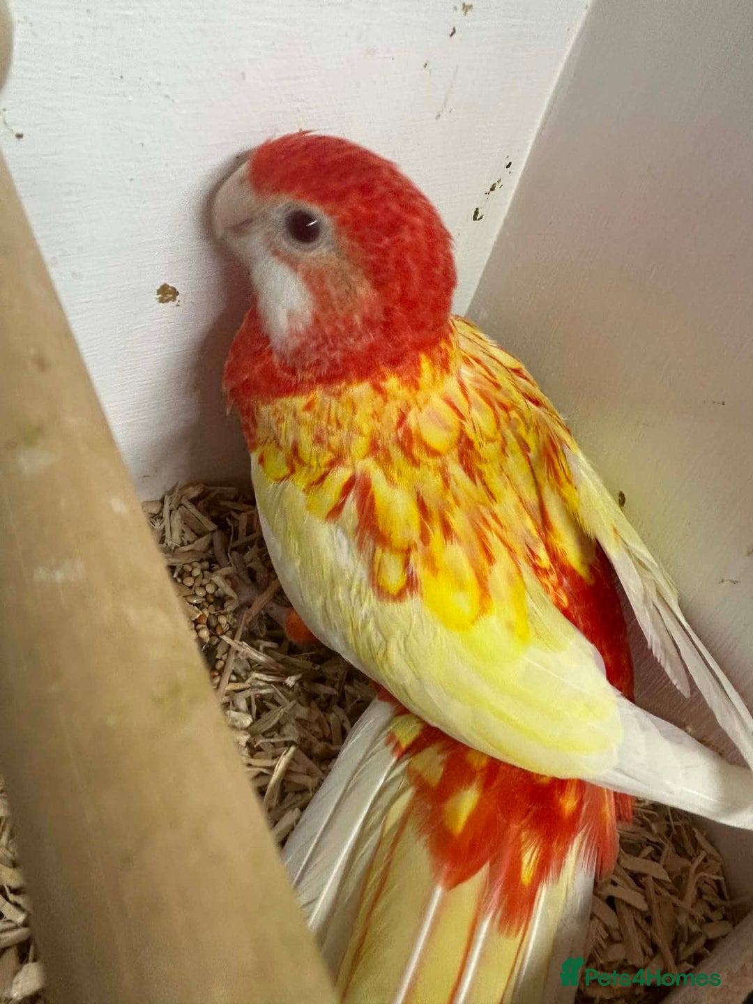 Parakeets birds for sale: Rosellas  - Advert 8