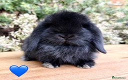 Mini Lop rabbits for sale: Beautiful friendly Mini lops babies x 2 - Image 7