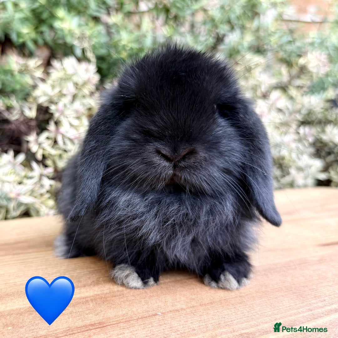 Mini Lop rabbits for sale: Beautiful friendly Mini lops babies x 2 - Image 7