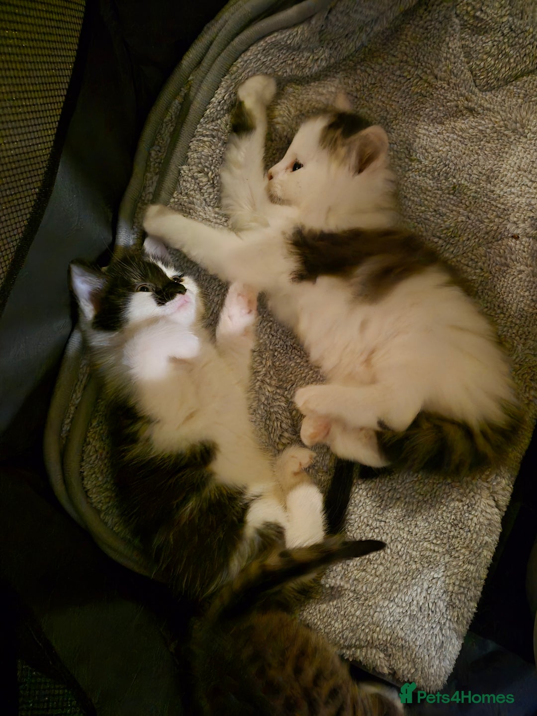 Mixed Breed cats for sale: XxX Gorgeous calico mixedbreed kittens 2 left ♥️  - Advert 19