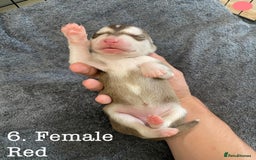 Mixed Breed dogs for sale: Malamute x Alaskan Shepherd Litter - Image 8