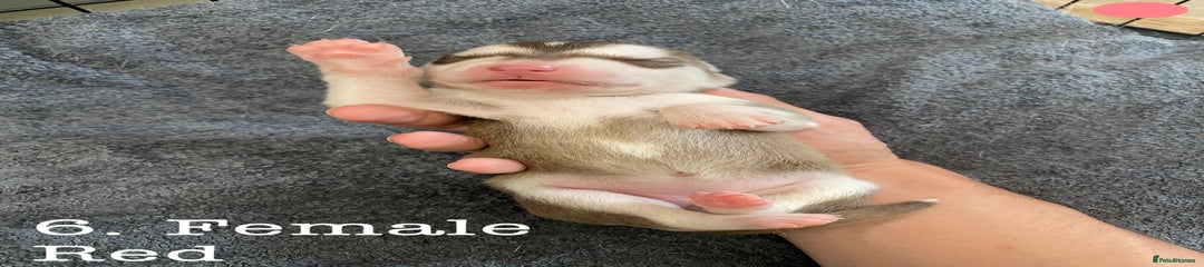 Pup 6