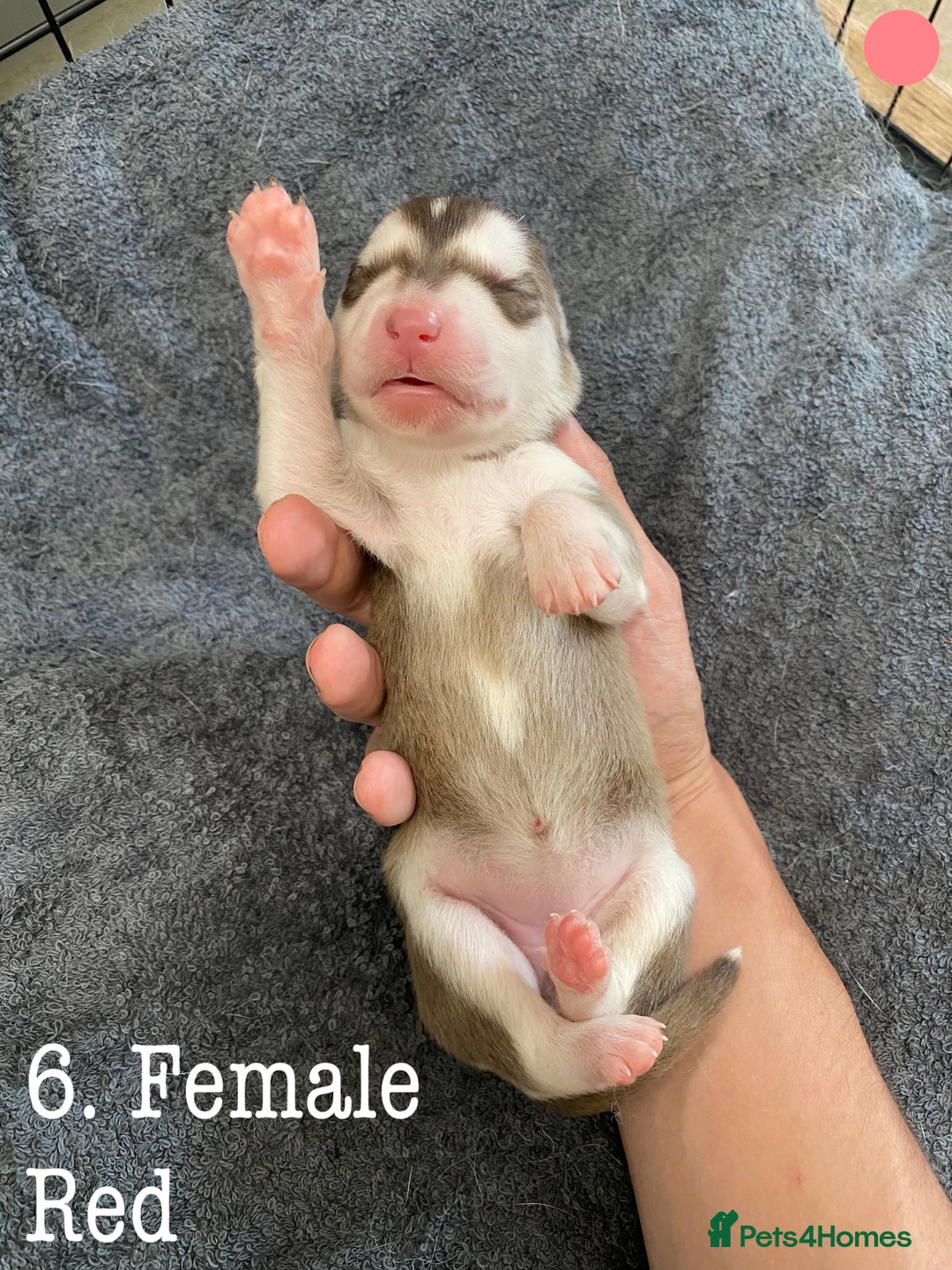 Mixed Breed dogs for sale: Malamute x Alaskan Shepherd Litter - Image 8