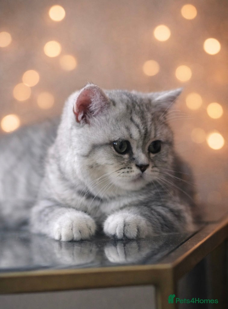 British Shorthair cats Last BSH girl  - Advert 8