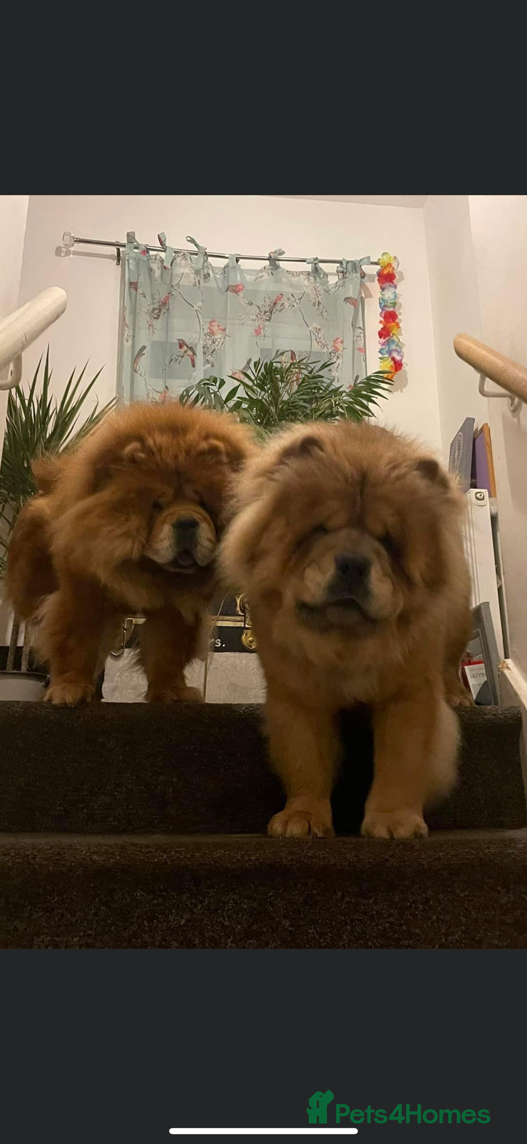 Chow Chow dogs for sale: beautiful chow male - Advert 7