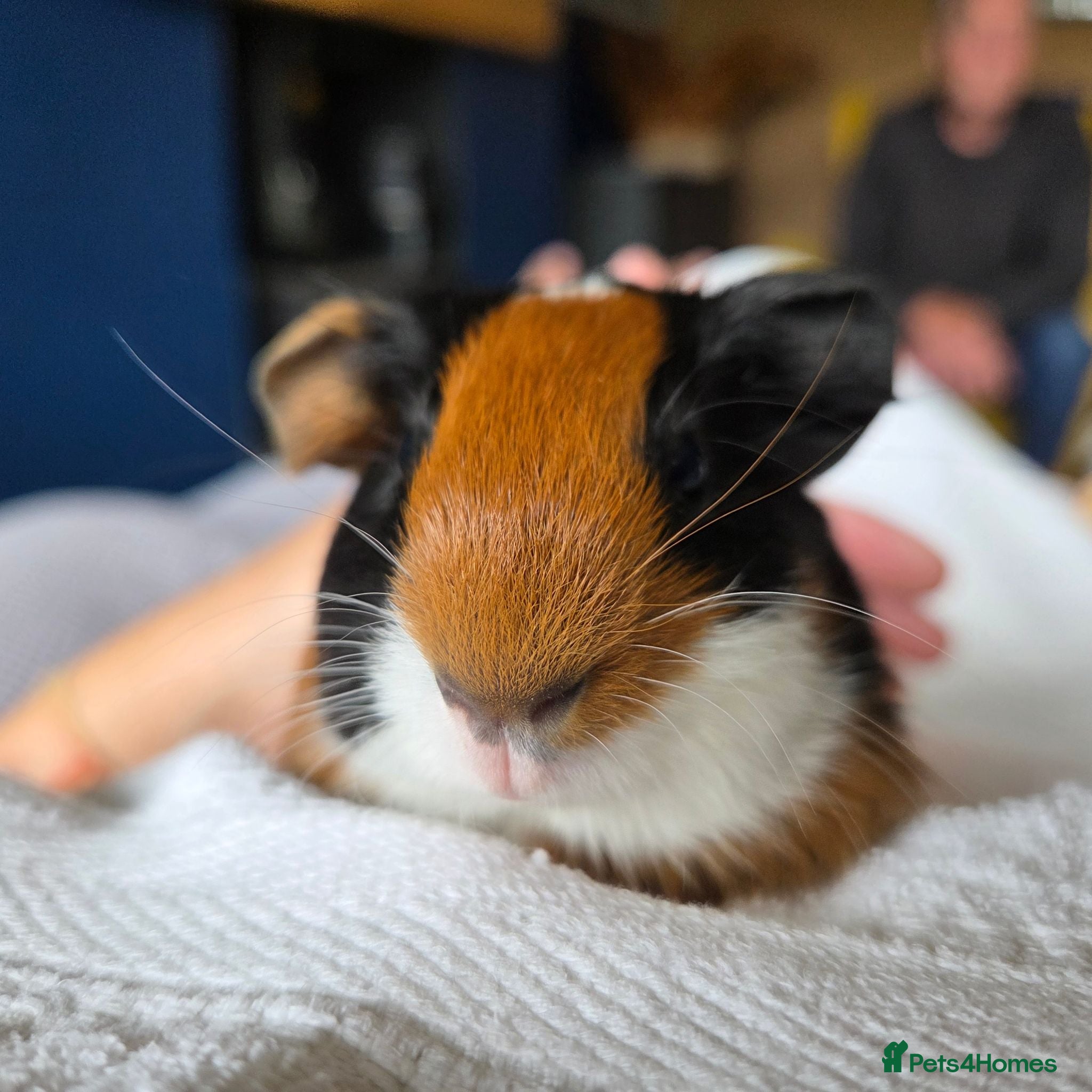 Guinea Pig rodents Guinea pigs  - Advert 2