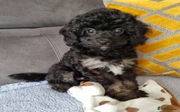 Cockapoo dogs for sale: Fully Vaccinated, Adorable small Cockapoo puppies - Image 11