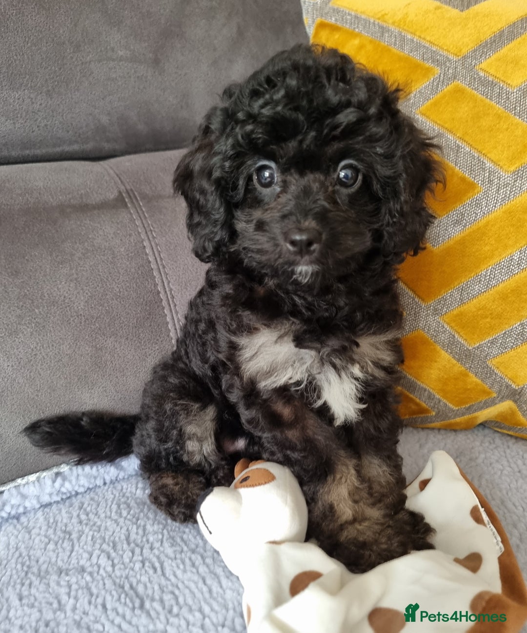 Cockapoo dogs for sale: Fully Vaccinated, Adorable small Cockapoo puppies - Image 11