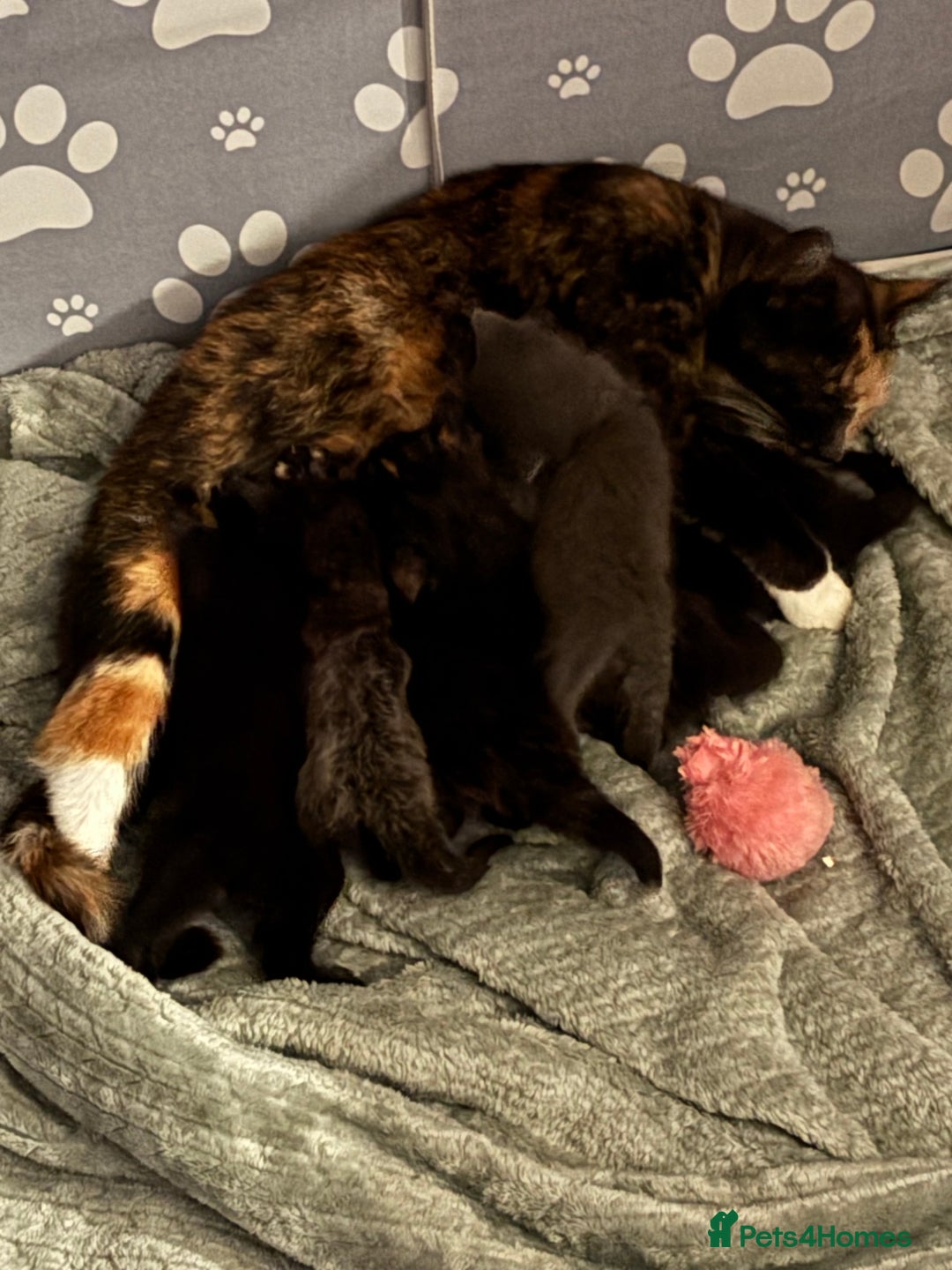 Mixed Breed cats for sale: READY NOW  - Advert 23