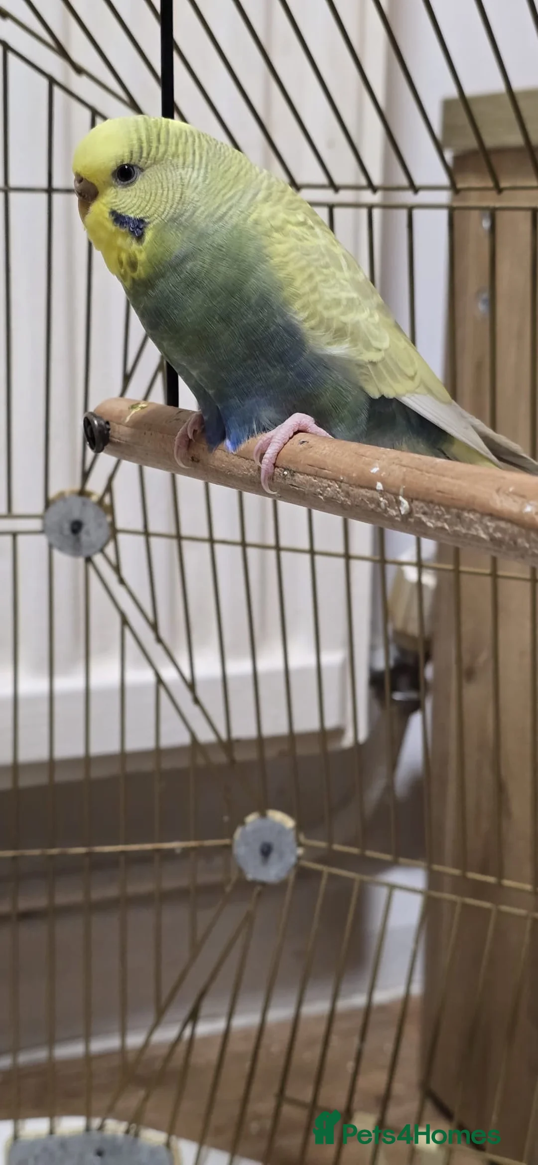 Budgerigars birds for sale: Beautiful female budgie in Godalming - Advert 2