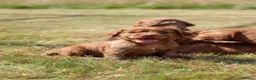 Cocker Spaniel dogs for sale: Cocker spaniel  - Advert 16