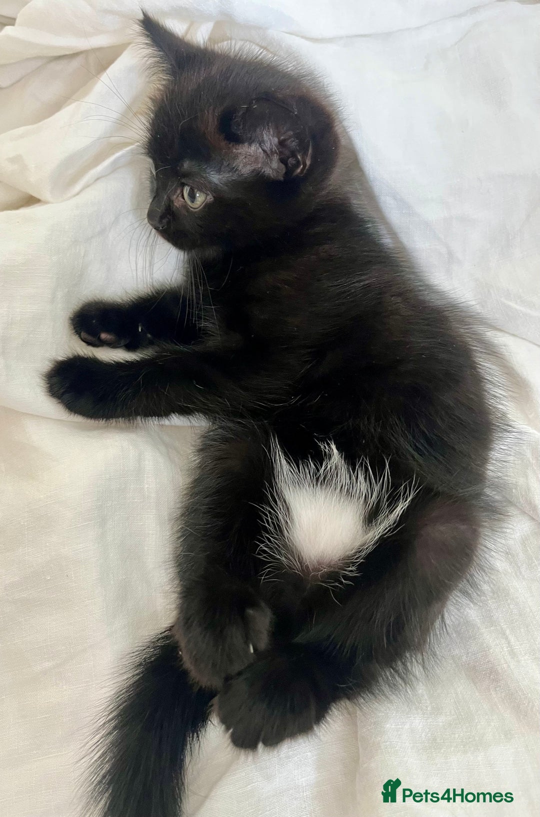Ragdoll cats for sale: Beautiful affectionate friendly ragdoll x tuxedo - Image 5