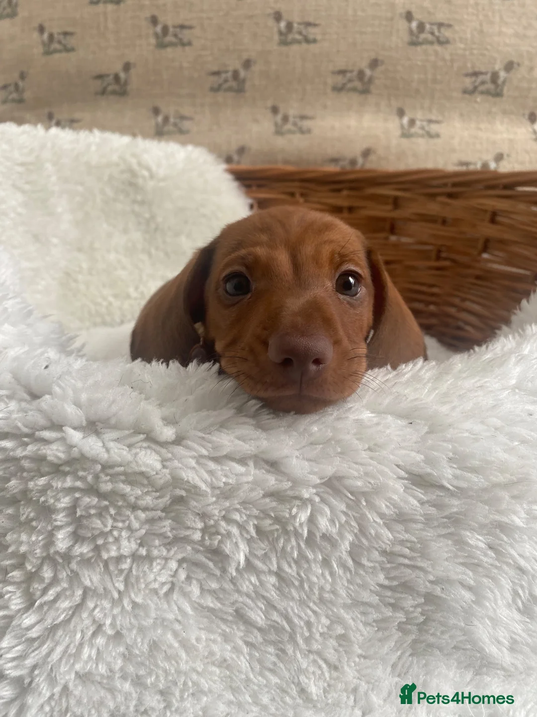 Miniature Dachshund dogs for sale: Miniature dapple dachshund puppies for sale  - Advert 2