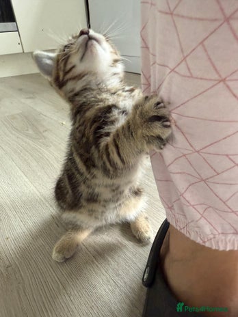 Mixed Breed cats - Advert 5