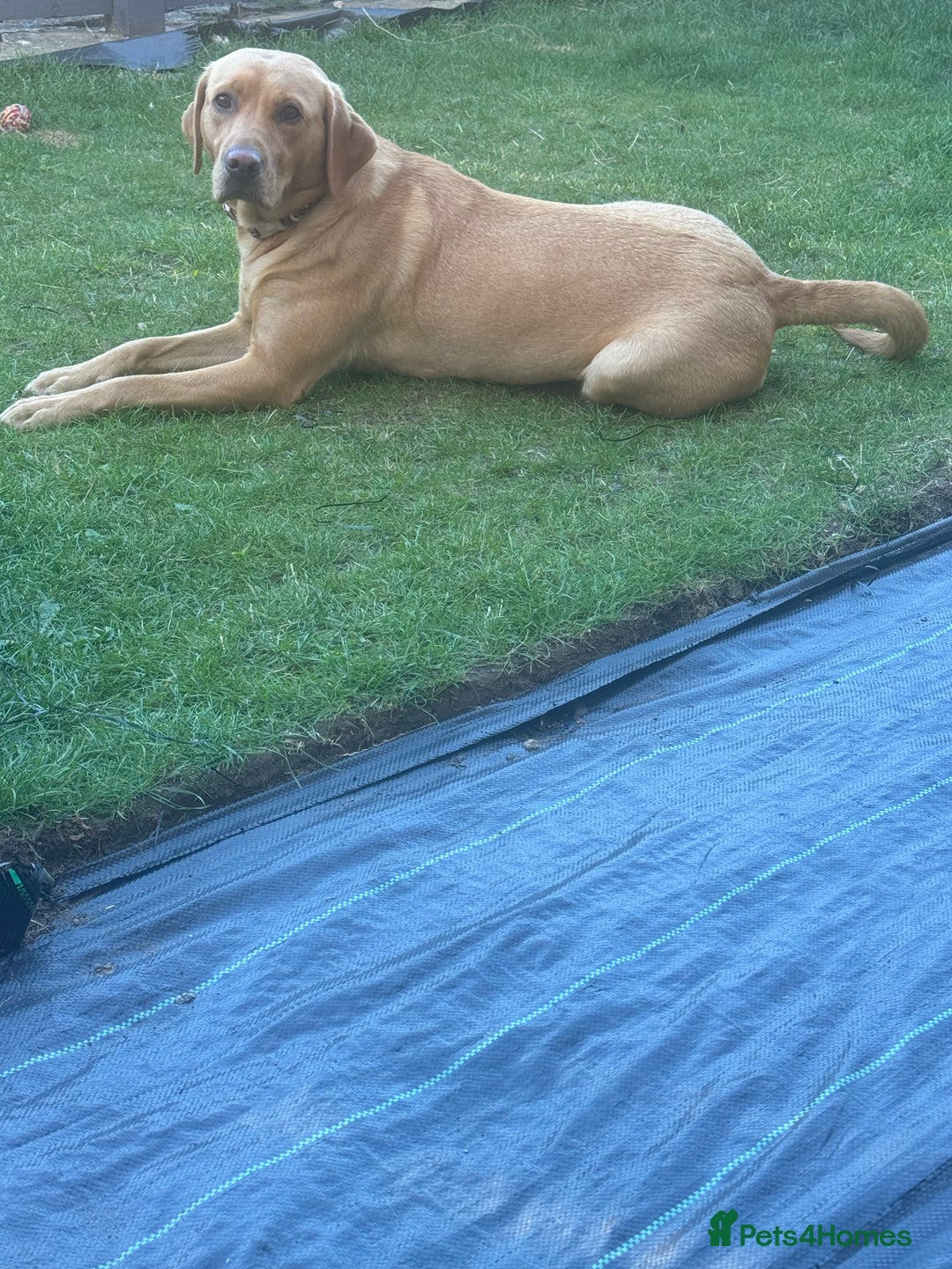 Labrador Retriever dogs for sale: Fox Red Labradors pups looking for forever homes. - Image 6