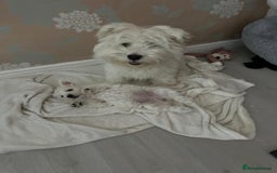 West Highland Terrier dogs for sale: West Highland White Terrier Puppies - Image 6
