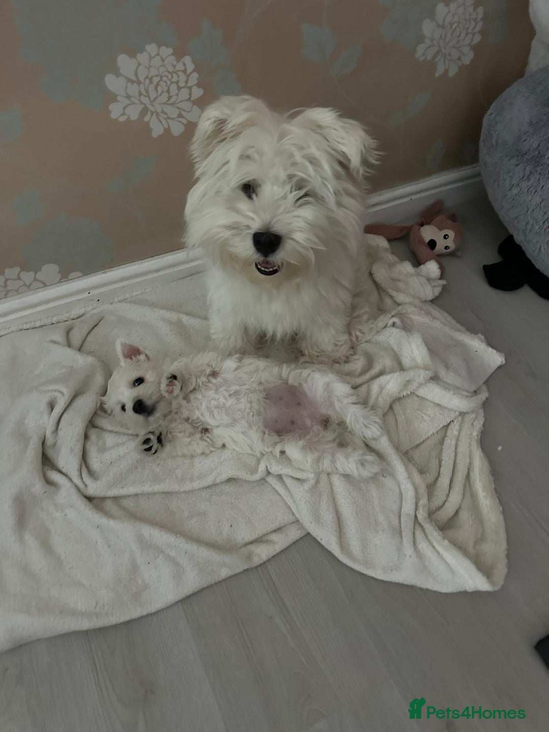 West Highland Terrier dogs for sale: West Highland White Terrier Puppies - Image 6