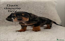 Mixed Breed dogs for sale: Docker dachshund ** paniel puppies  - Image 15