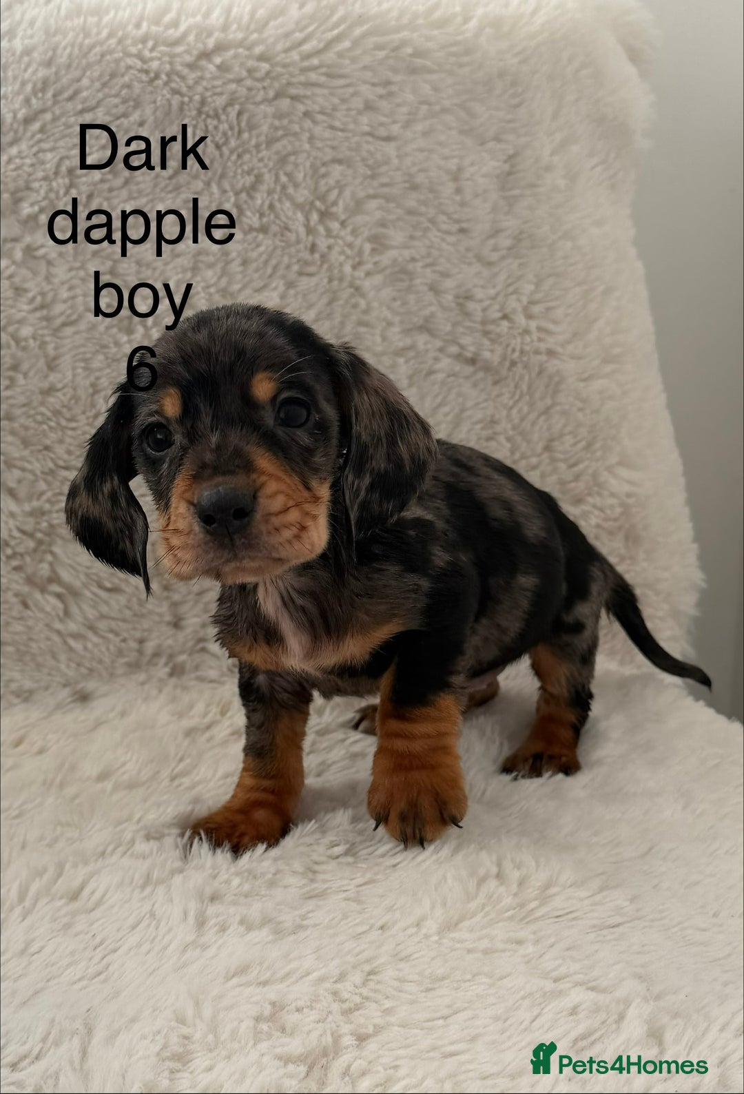 Mixed Breed dogs for sale: Docker dachshund ** paniel puppies  - Image 15