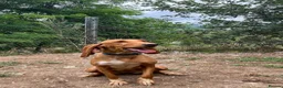 Mixed Breed dogs for adoption: Rubia in Penryn - Advert 9