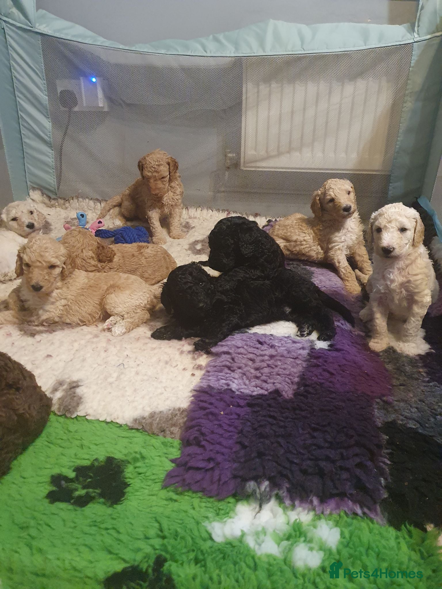 Standard Poodle dogs Standard poodle puppy's kc reg - Advert 14
