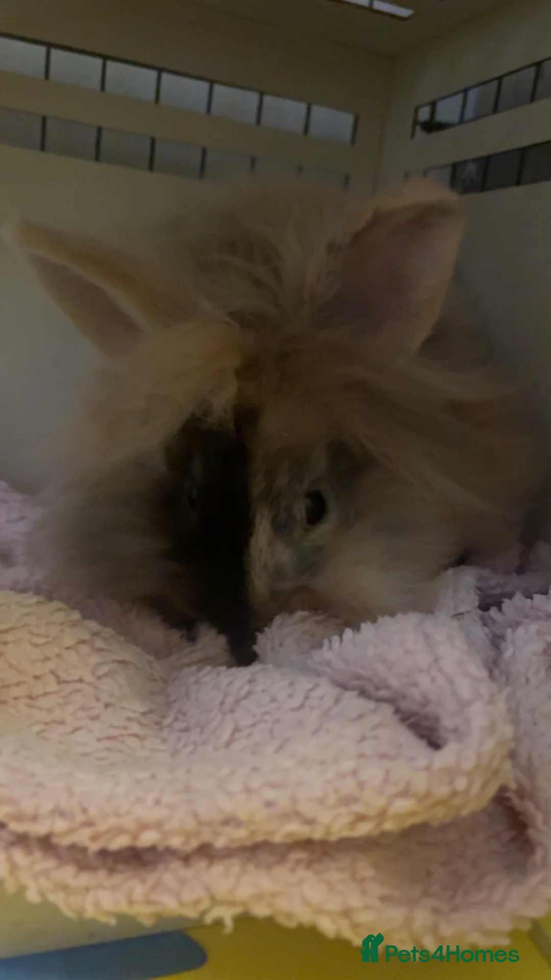 Lionhead rabbits for sale: girl lion head. - Advert 2