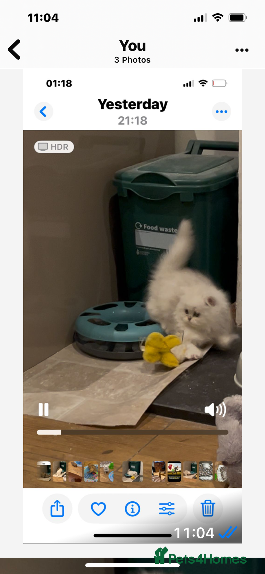 Persian cats for sale: FEMALE SILVER TIPPED CHINCHILLA PERSIAN  - Image 6