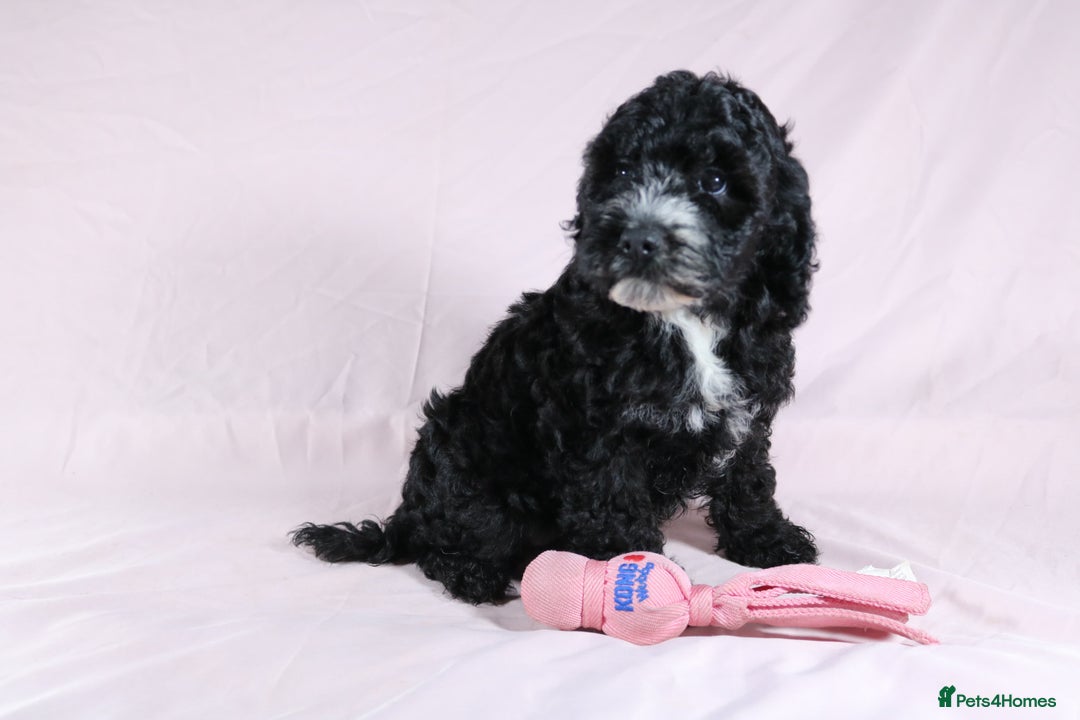 Cockapoo dogs for sale: Ready now beautiful litter F1B cockapoo puppies  in Leicester - Image 35