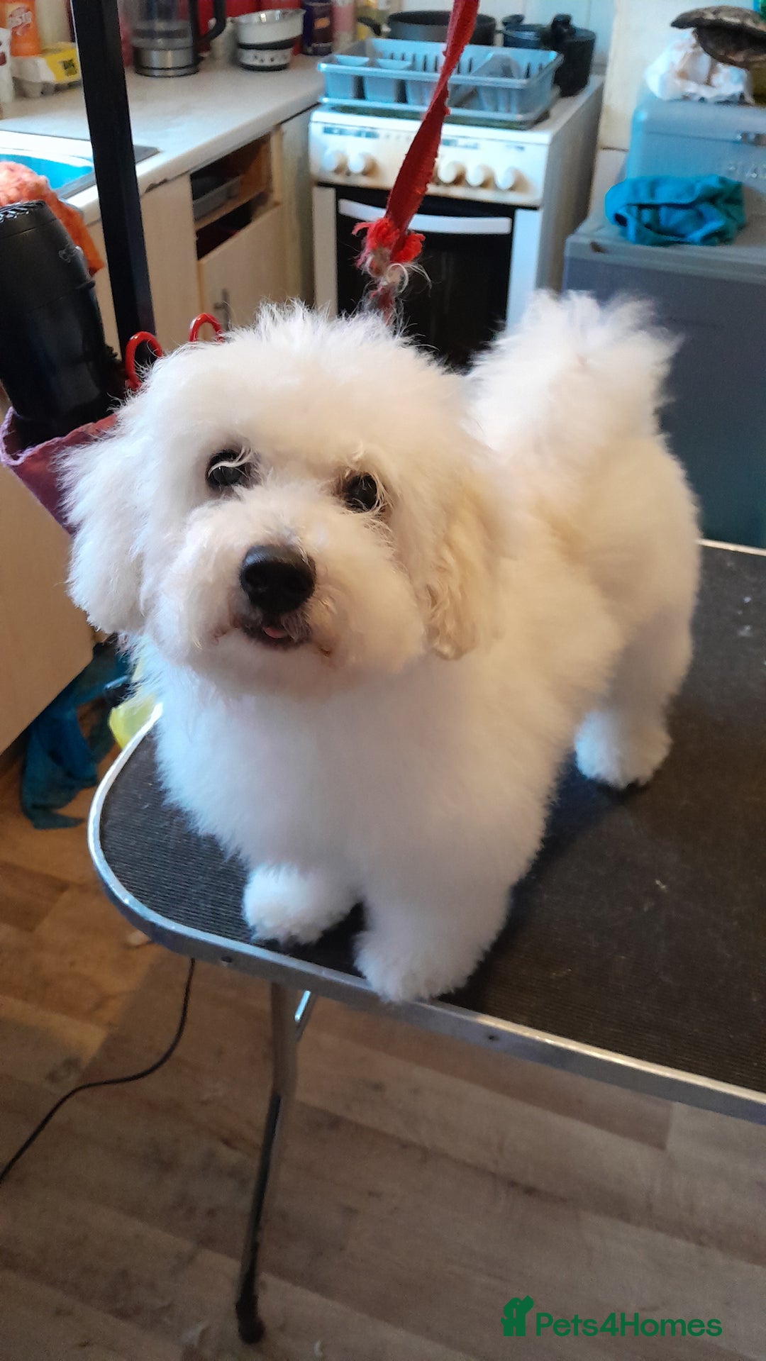 Mixed Breed dogs for sale: Two puppies 9 weeks old  - Image 3