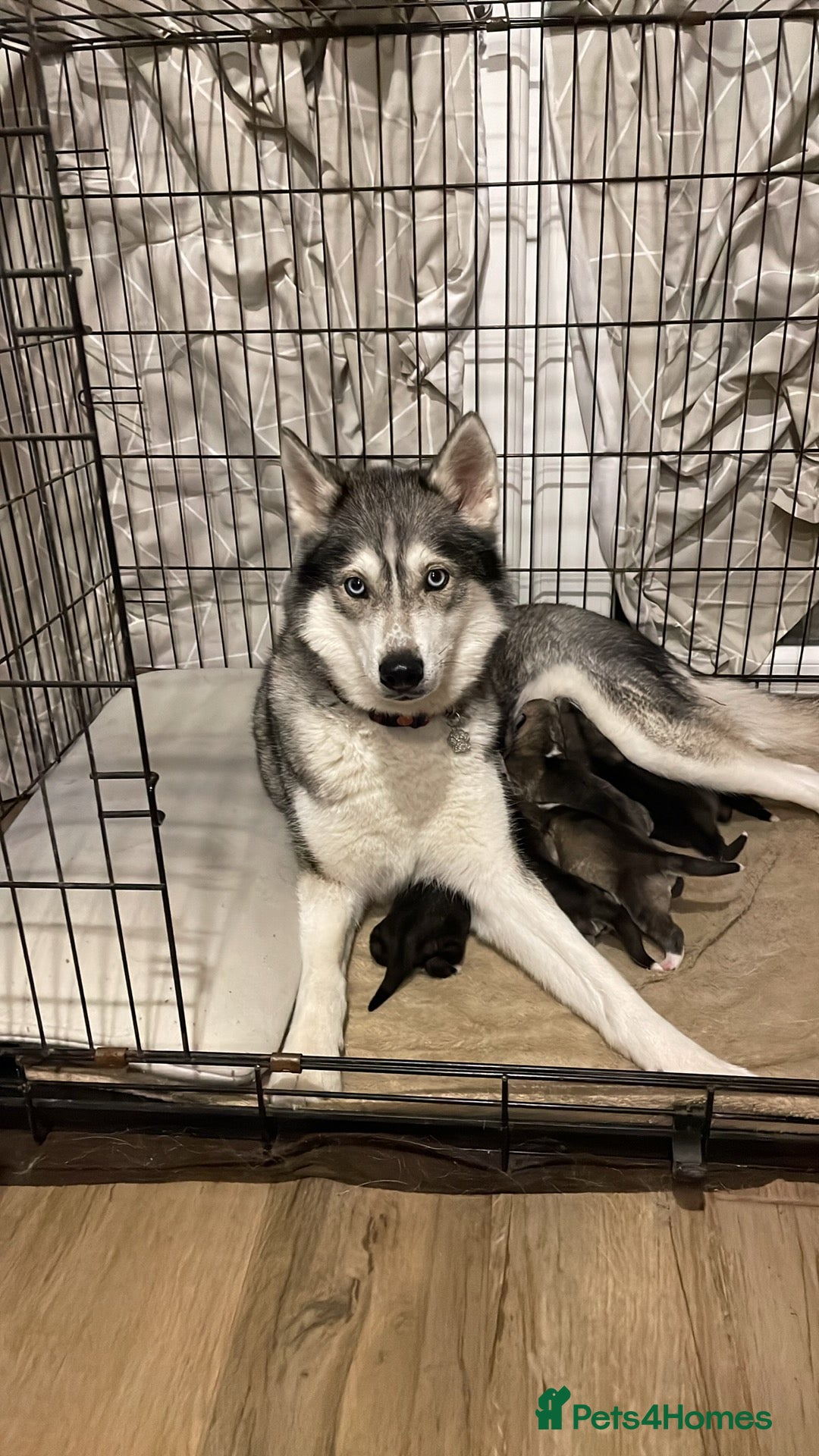 Siberian Husky dogs Siberian Husky Puppy for sale !  - Advert 1