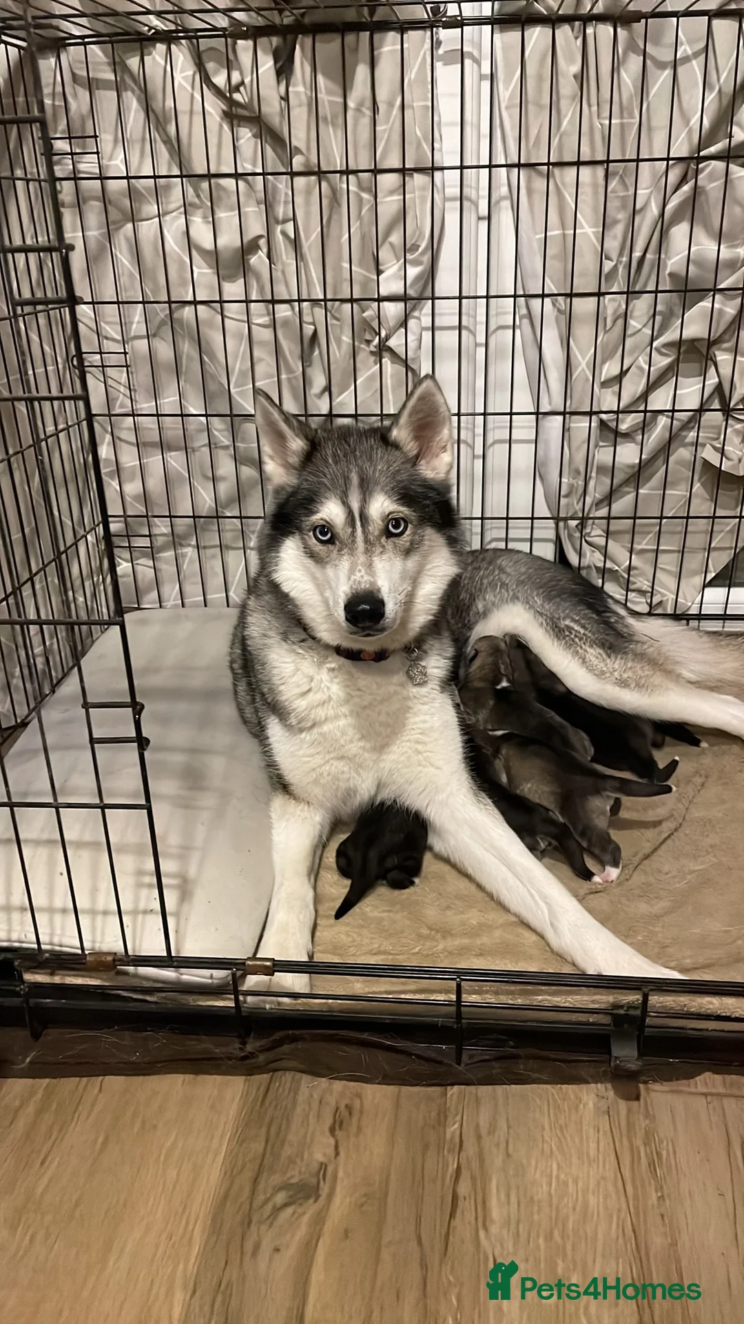 Siberian Husky dogs for sale: Siberian Husky Puppy for sale !  in Preston - Advert 1