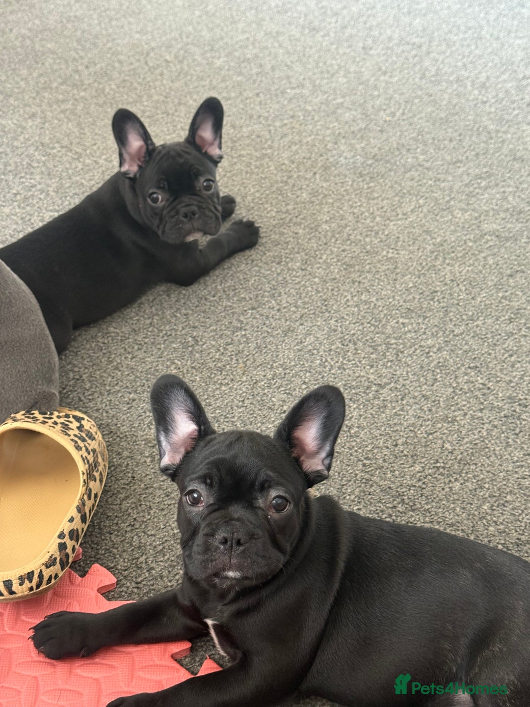 French Bulldog dogs for sale:  Adorable Frenchies Puppies Ready for them home - Image 6