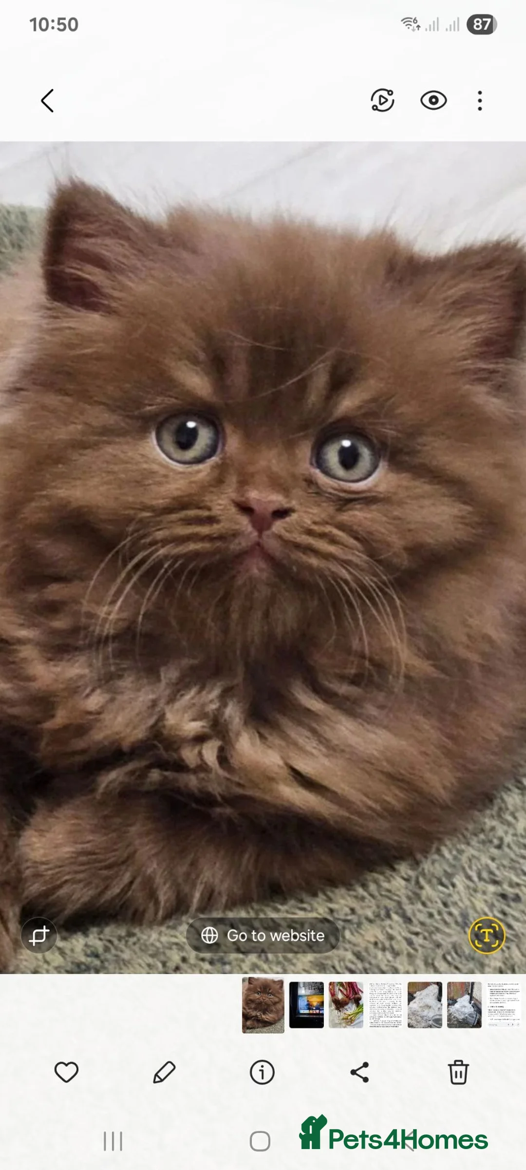 British Shorthair cats for sale: Beautiful kitten's  - Advert 1