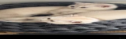 Scottish Fold cats for sale: Scottish pedigree kittens with straight ears - Advert 9