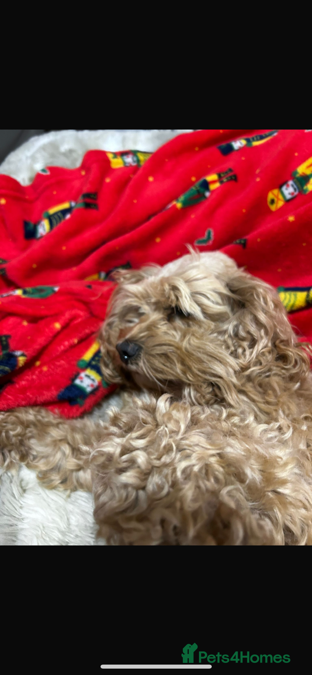 Cockapoo dogs for sale: Cockerpoo - Advert 4