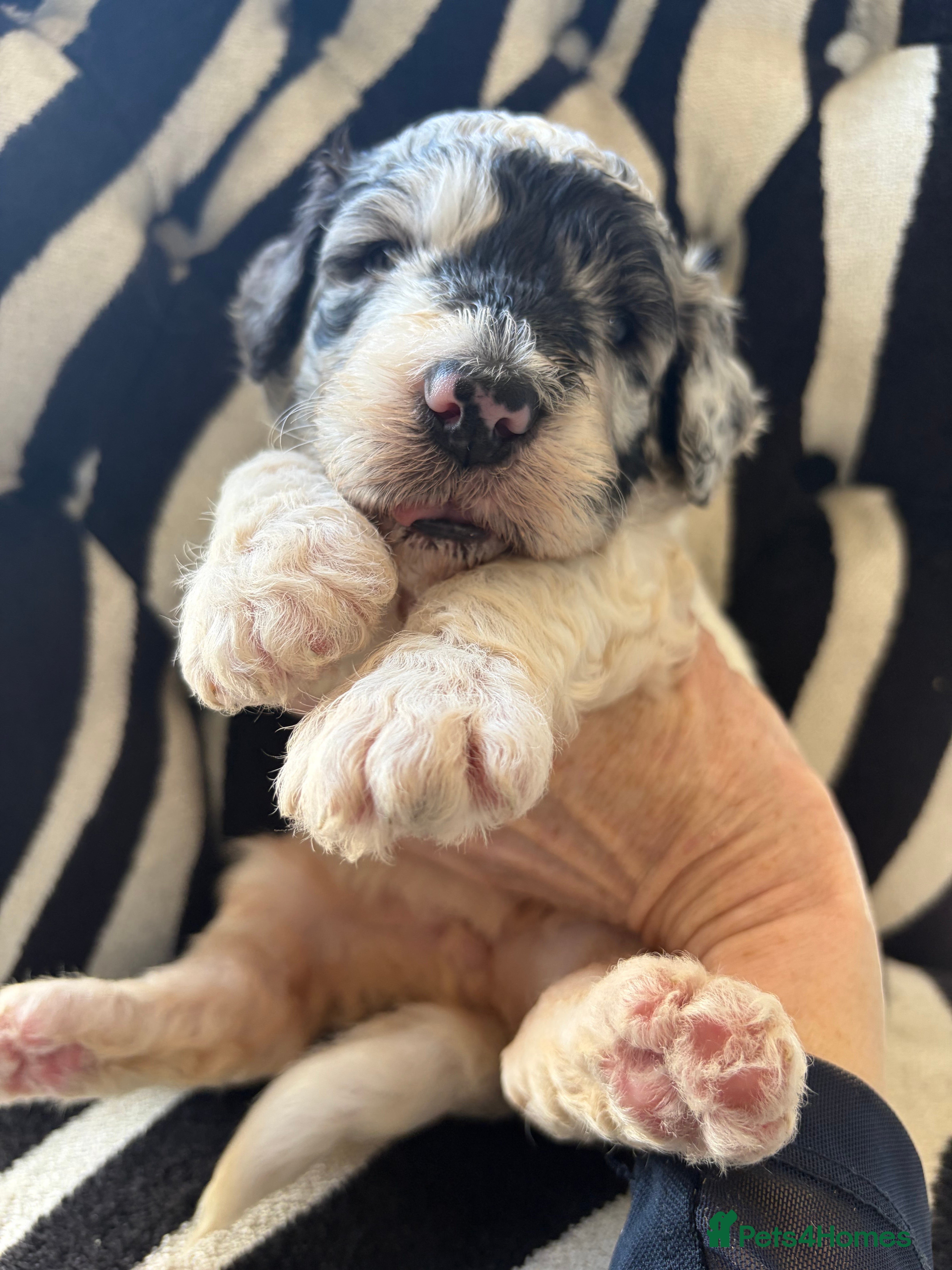 Sheepadoodle dogs Medium Sheepadoodle Blue and White  - Advert 4
