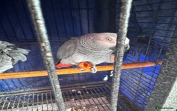 Parrots birds for sale: 2 African grey parrots  - Image 5