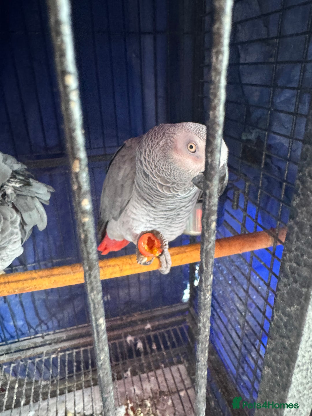 Parrots birds for sale: 2 African grey parrots  - Image 5