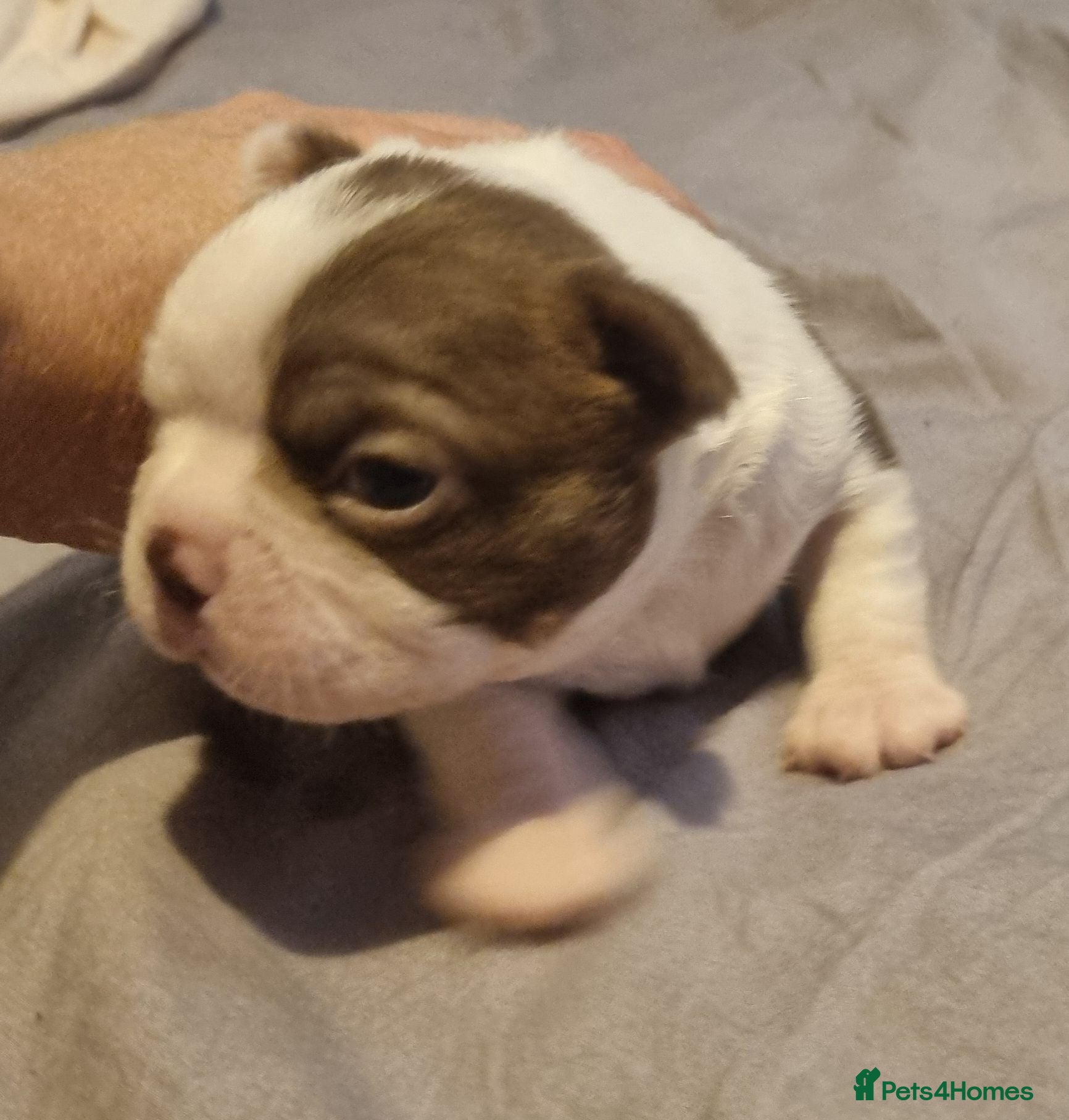 Boston Terrier dogs Kc Boston Terriers Exceptional puppies - Advert 4