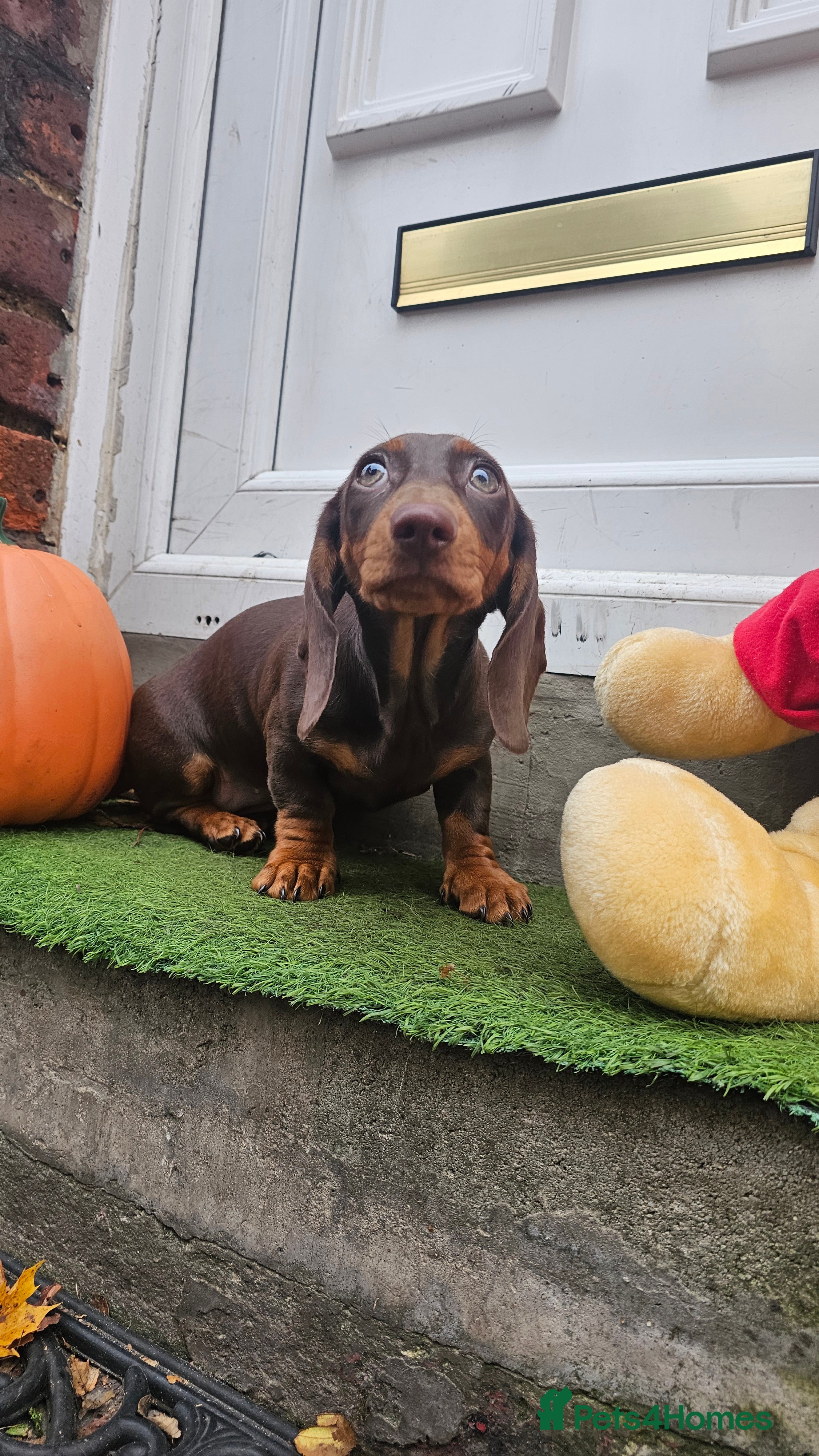 Dachshund dogs for sale: Medium sized' short legged Dachshund puppies - Advert 2