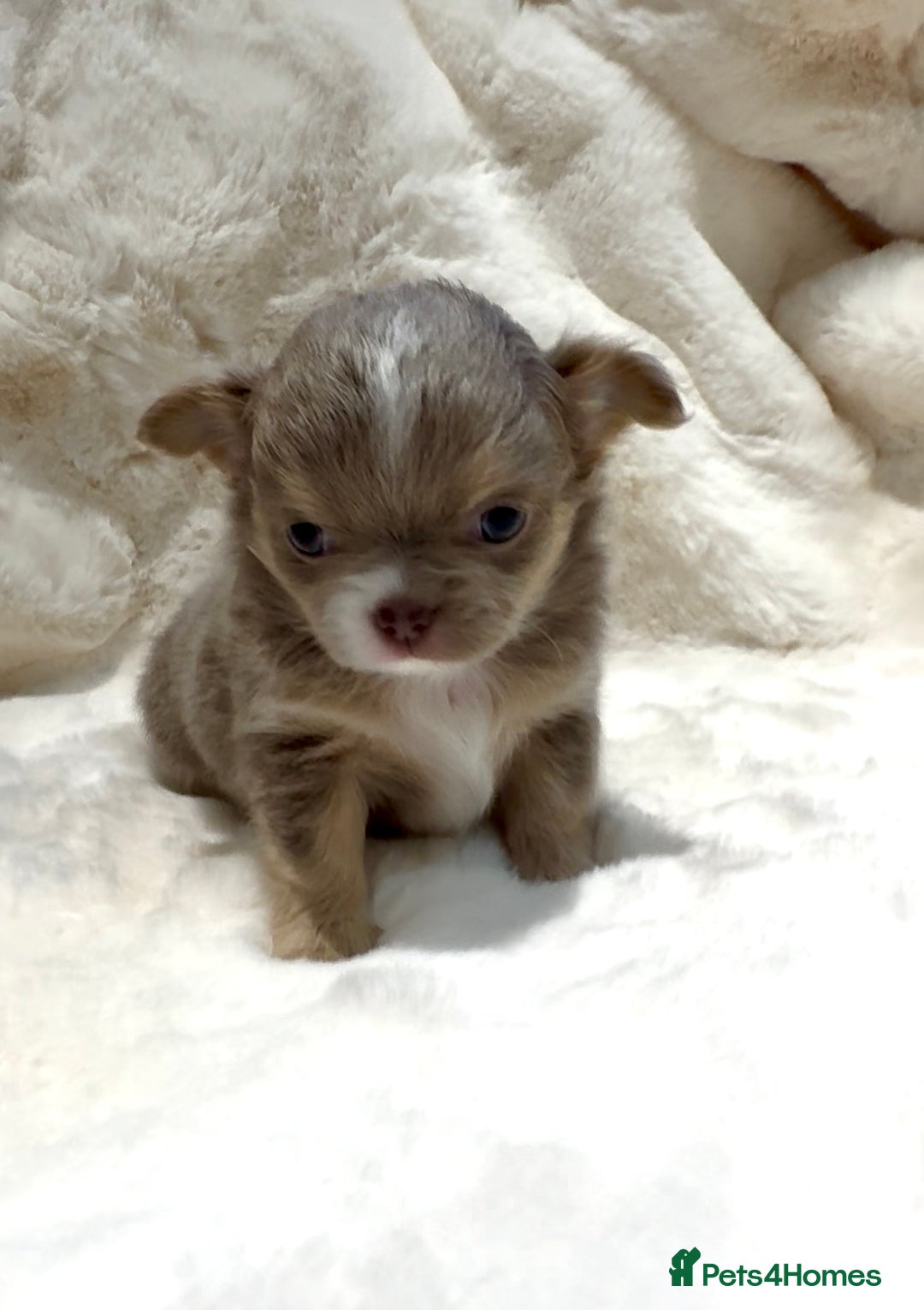 Chihuahua dogs for sale: QUALITY LONG COAT KC CHIHUAHUA PUPPIES  - Advert 8