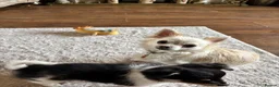 Chihuahua dogs for sale: Chihuahua Puppies  in Dudley - Advert 1