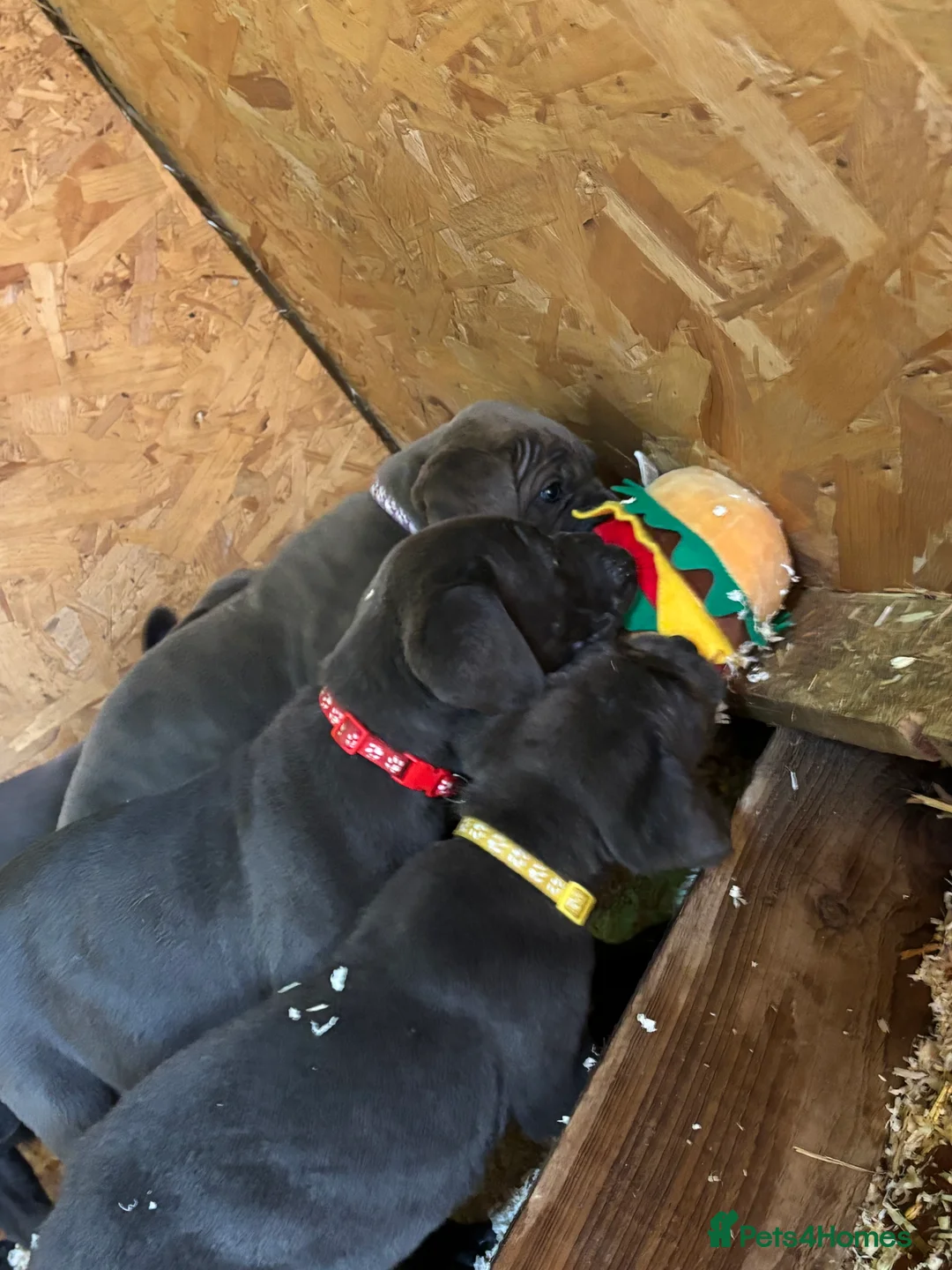Cane Corso dogs for sale: Cane Corso puppy’s, 1 BOY LEFT AND 2 GIRLS - Advert 7